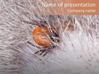 Hair Disease Carrier Brown PowerPoint Template