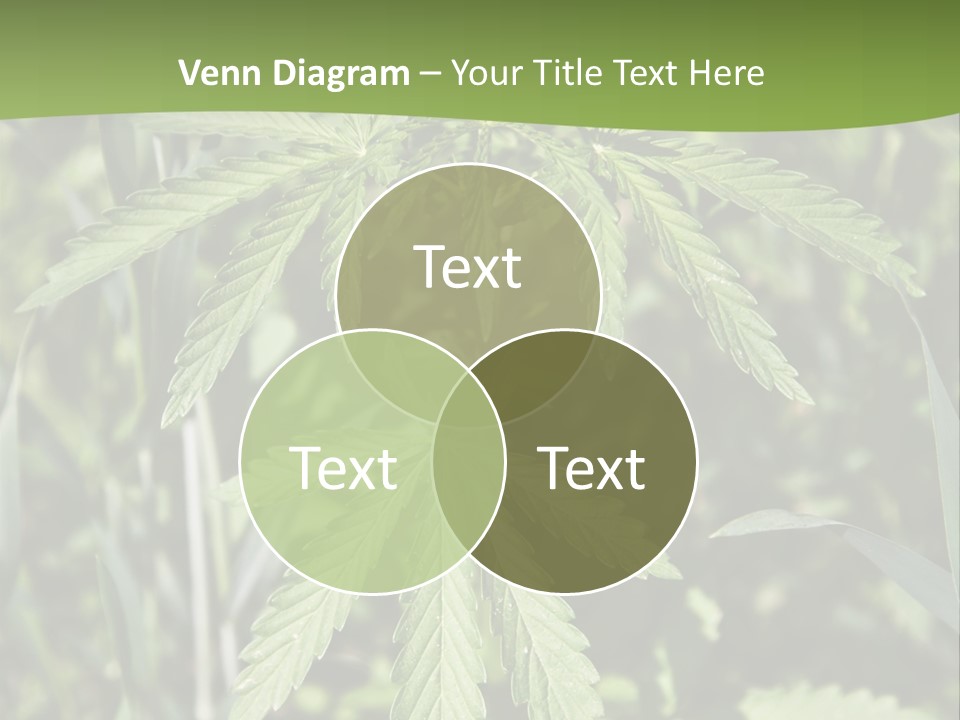 Backgrounds Leaf Marijuana PowerPoint Template
