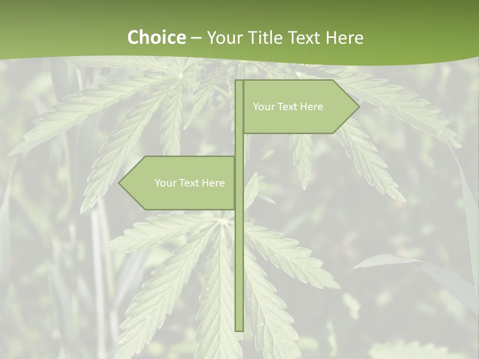 Backgrounds Leaf Marijuana PowerPoint Template