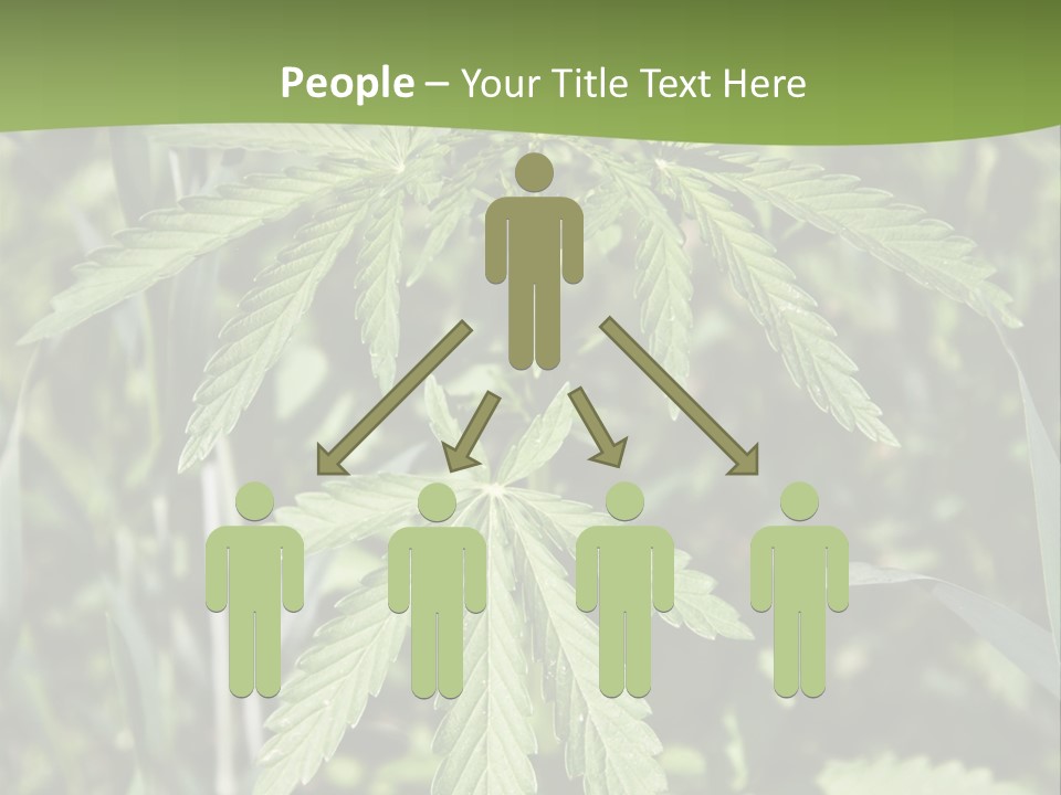 Backgrounds Leaf Marijuana PowerPoint Template