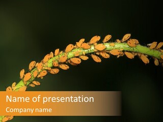Aphid Creative Insects PowerPoint Template