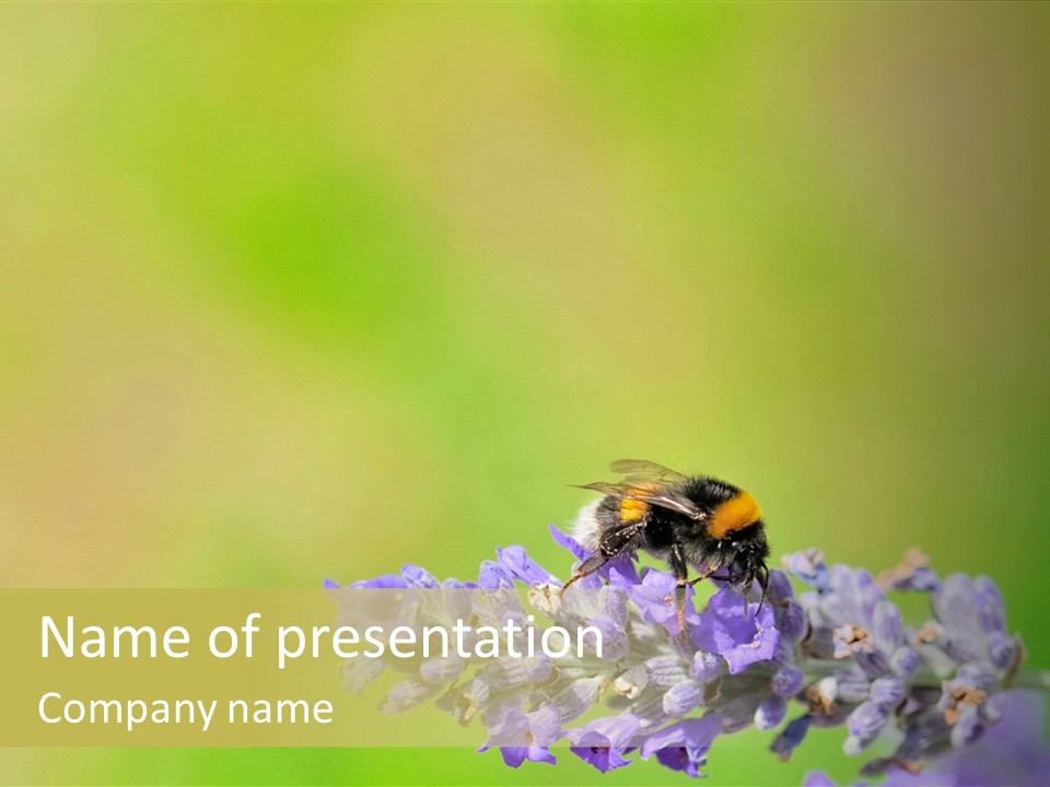 Furry Pollination Pollen PowerPoint Template