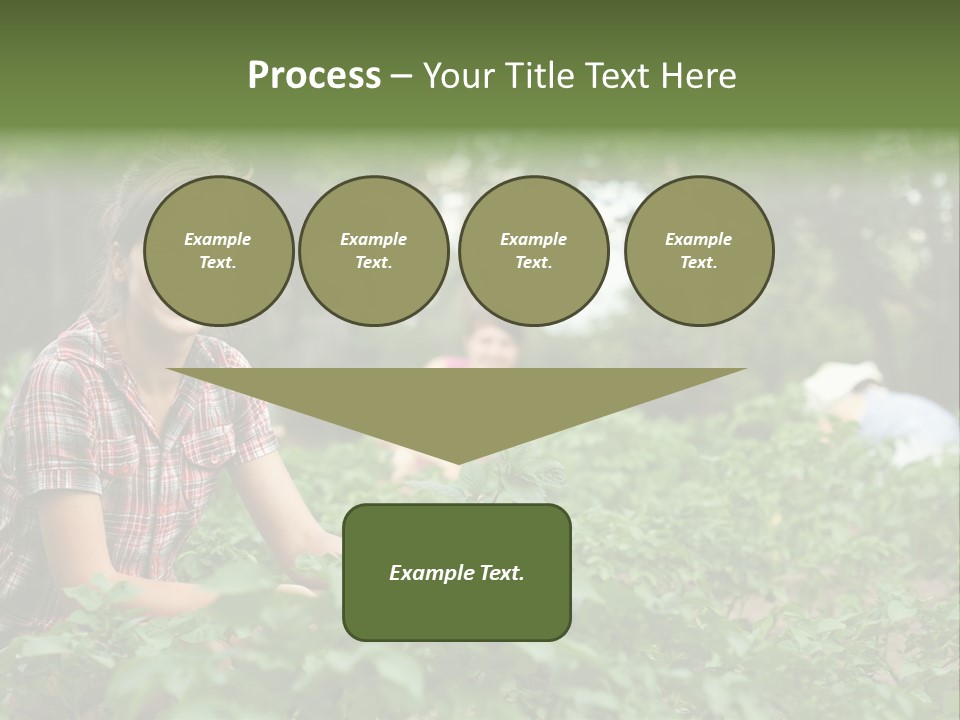 Pastoral Farming Three PowerPoint Template