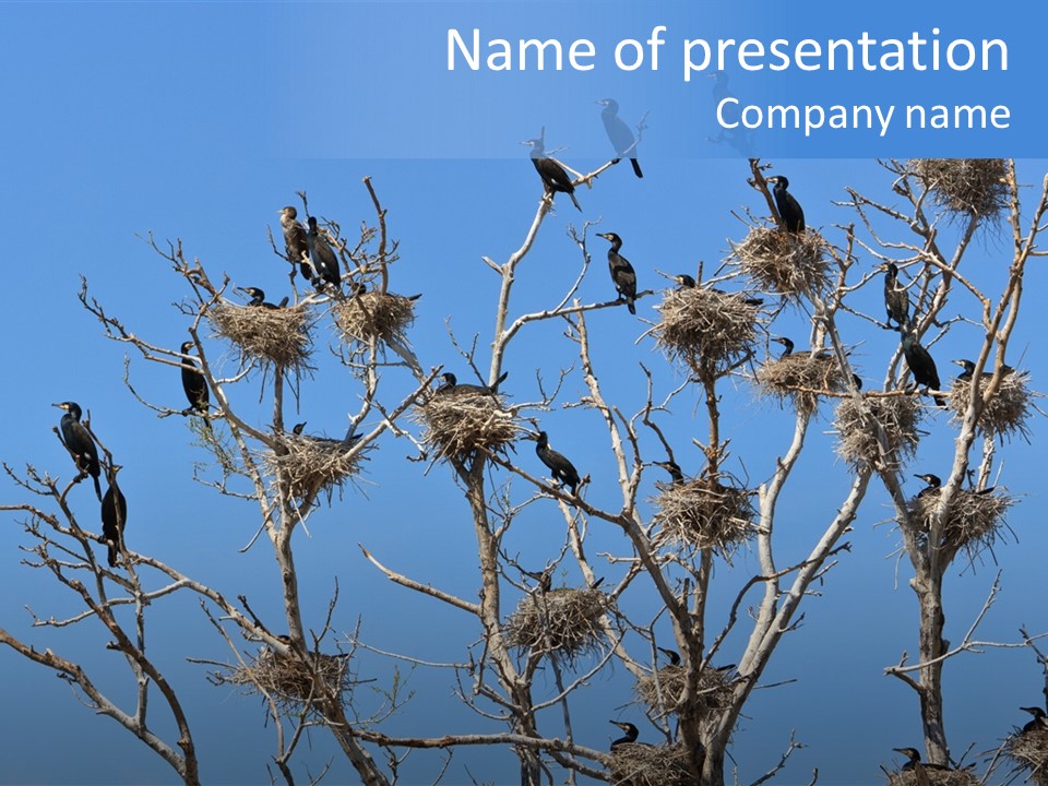 Sky Cormorant Chick PowerPoint Template