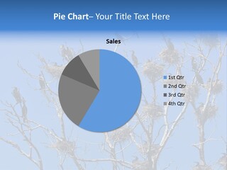 Sky Cormorant Chick PowerPoint Template