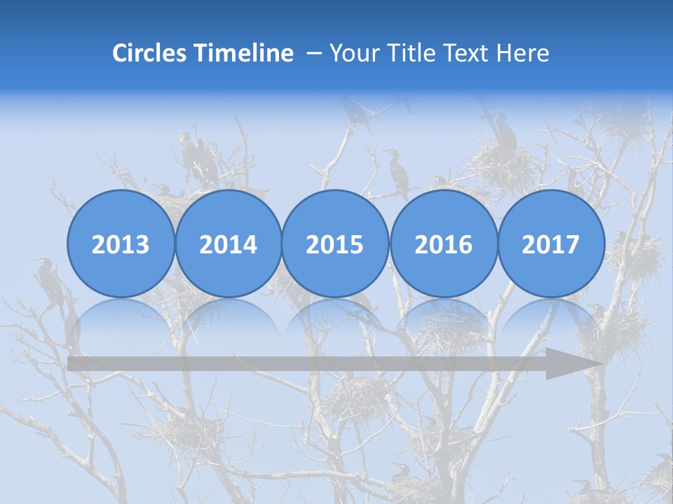 Sky Cormorant Chick PowerPoint Template