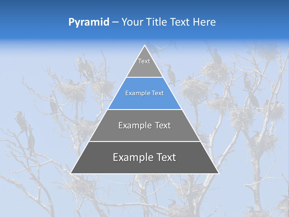 Sky Cormorant Chick PowerPoint Template