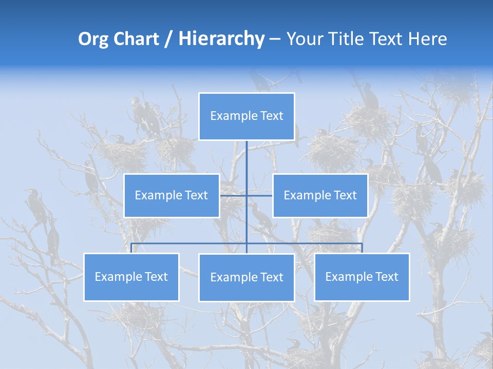 Sky Cormorant Chick PowerPoint Template
