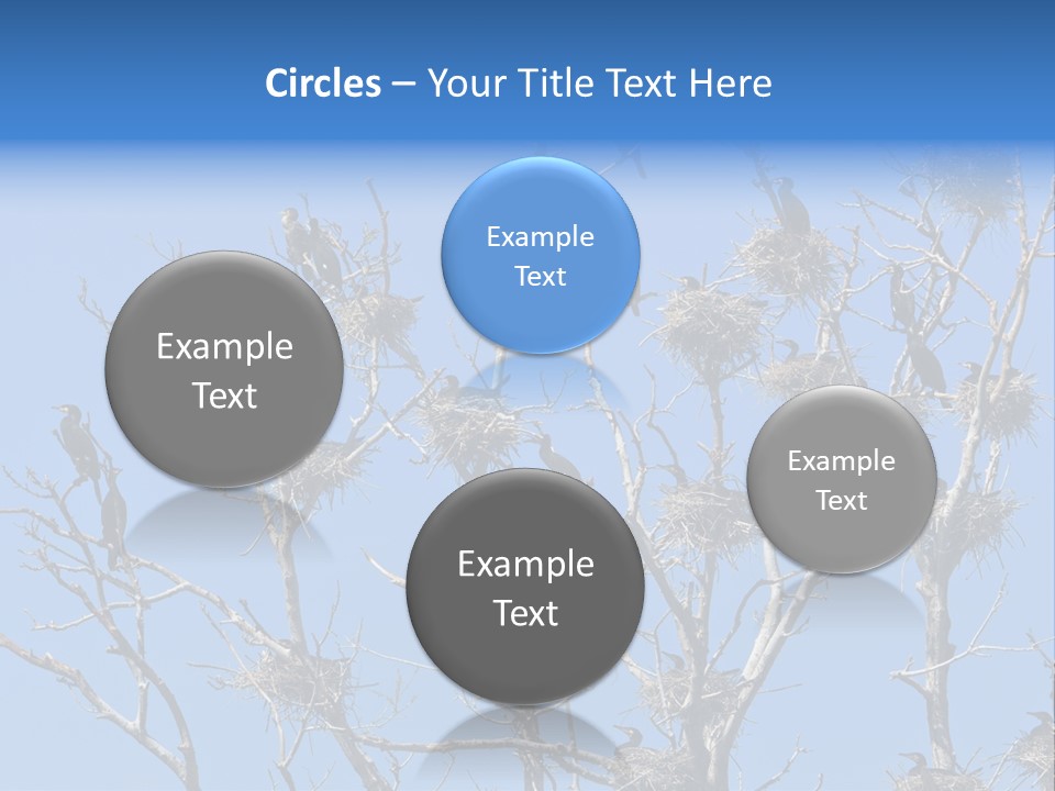 Sky Cormorant Chick PowerPoint Template