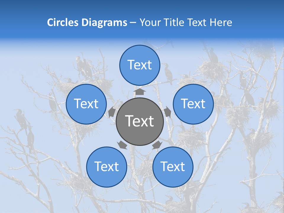 Sky Cormorant Chick PowerPoint Template
