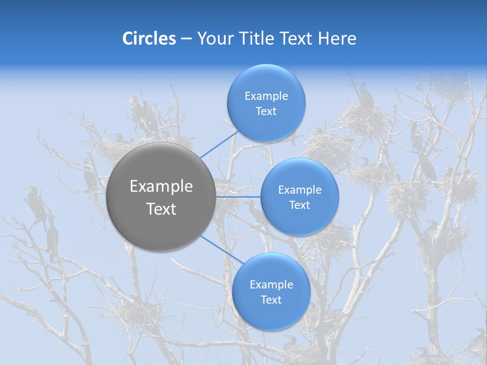 Sky Cormorant Chick PowerPoint Template