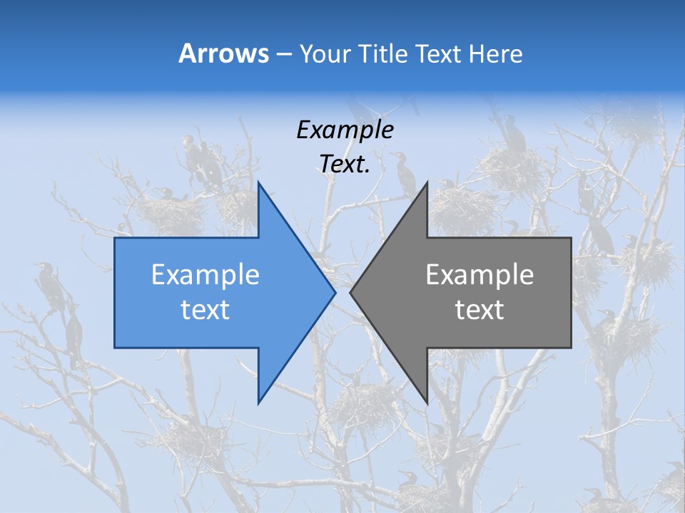 Sky Cormorant Chick PowerPoint Template