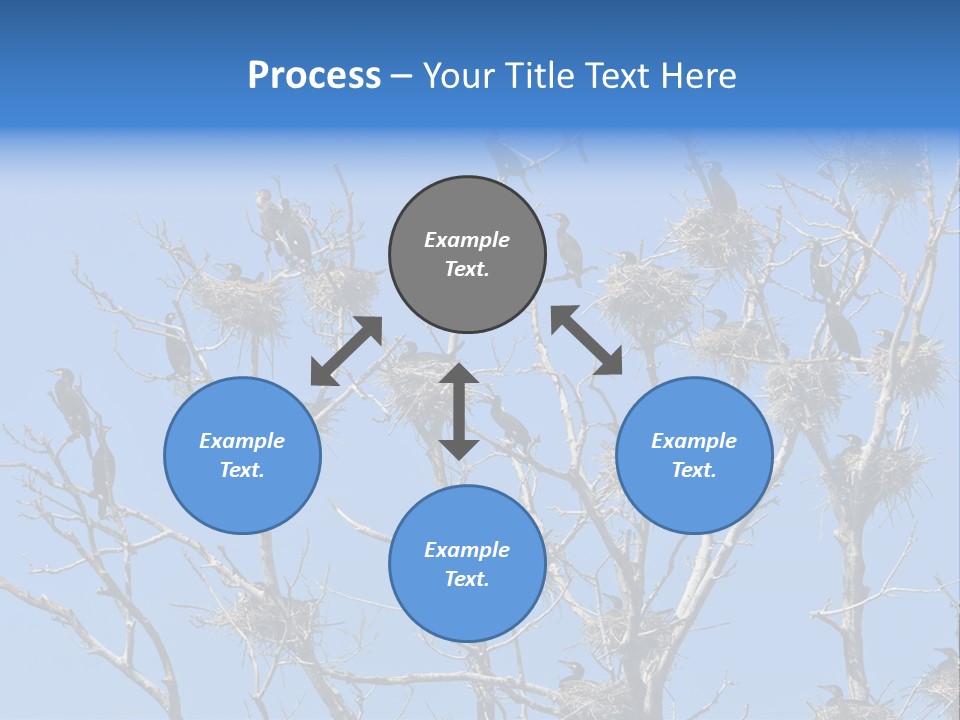 Sky Cormorant Chick PowerPoint Template