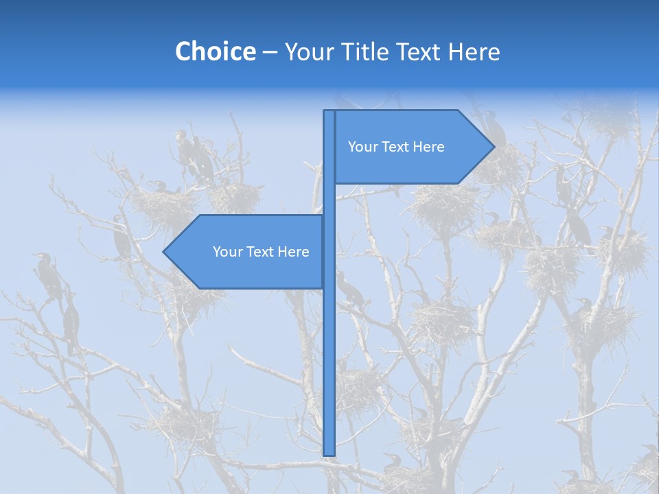 Sky Cormorant Chick PowerPoint Template