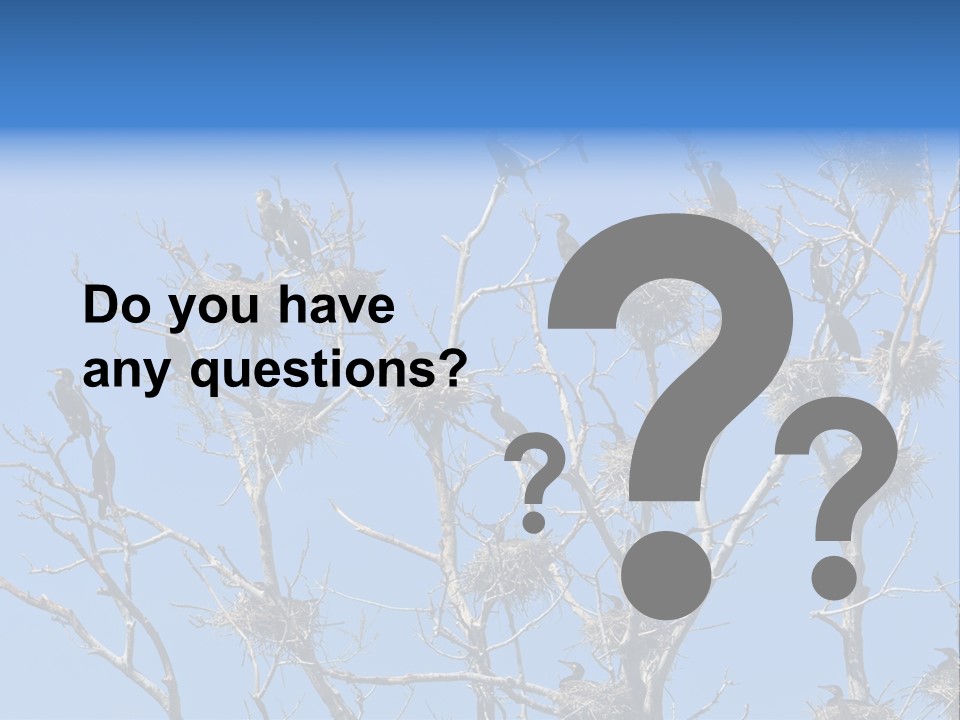 Sky Cormorant Chick PowerPoint Template