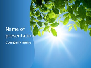 Sunny Nature Forest PowerPoint Template