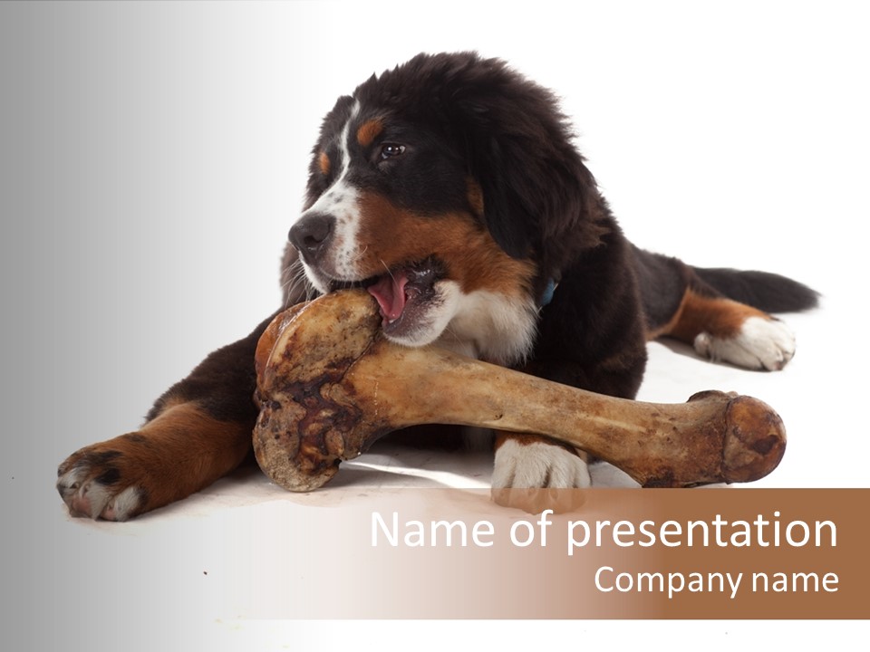 Space Purebred Mammal PowerPoint Template