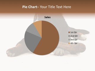 Space Purebred Mammal PowerPoint Template
