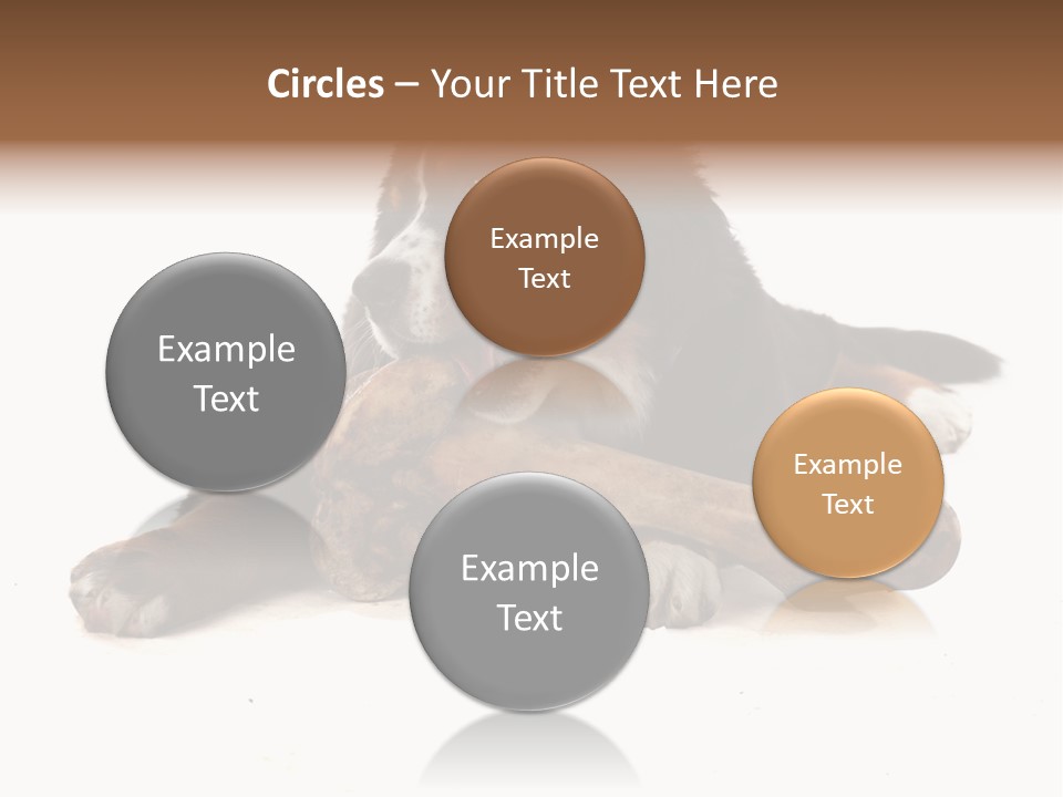 Space Purebred Mammal PowerPoint Template