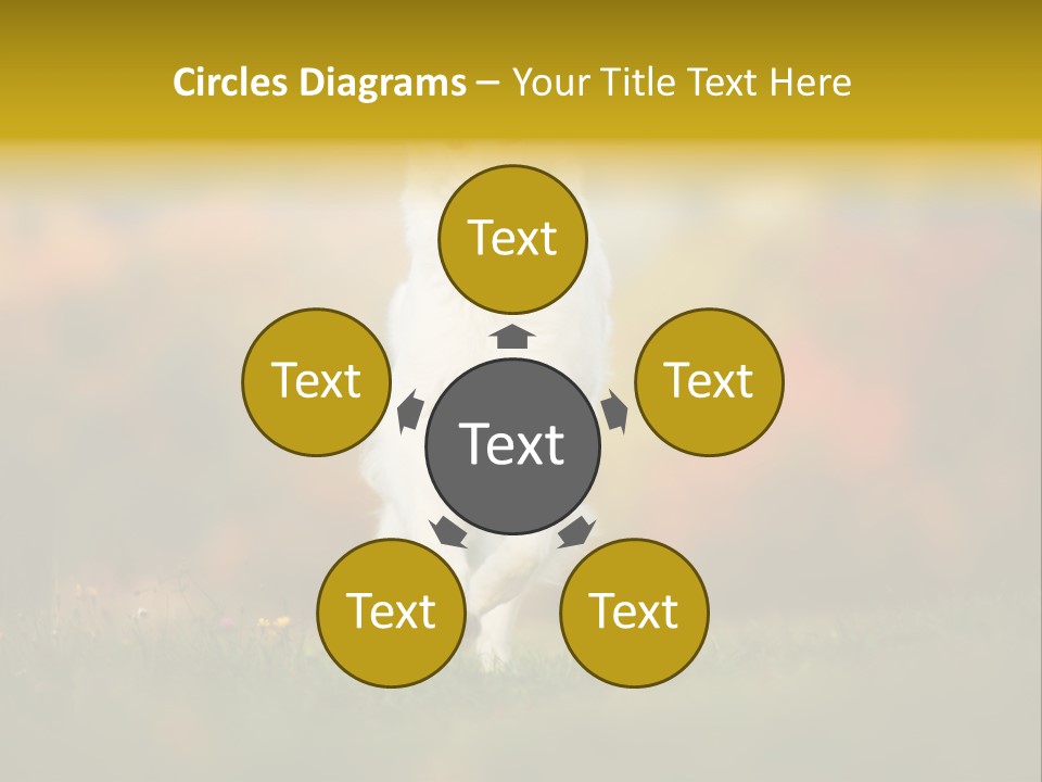 Race Swiss Head PowerPoint Template