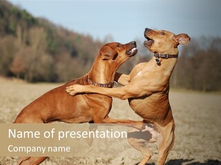 Aggressive Carnivore Jumping PowerPoint Template