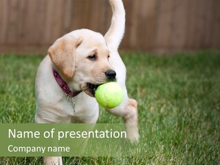 A Yellow Labrador Retriever Dog Holding A Tennis Ball In Its Mouth PowerPoint Template