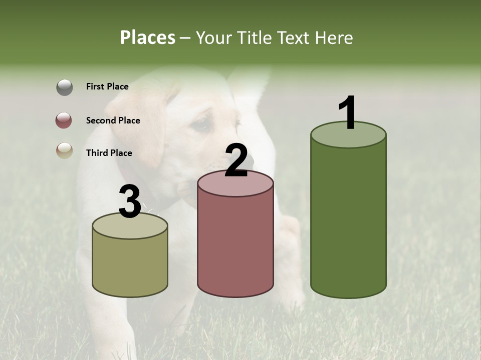 A Yellow Labrador Retriever Dog Holding A Tennis Ball In Its Mouth PowerPoint Template