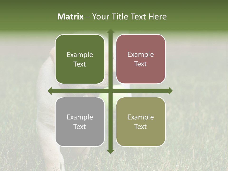 A Yellow Labrador Retriever Dog Holding A Tennis Ball In Its Mouth PowerPoint Template