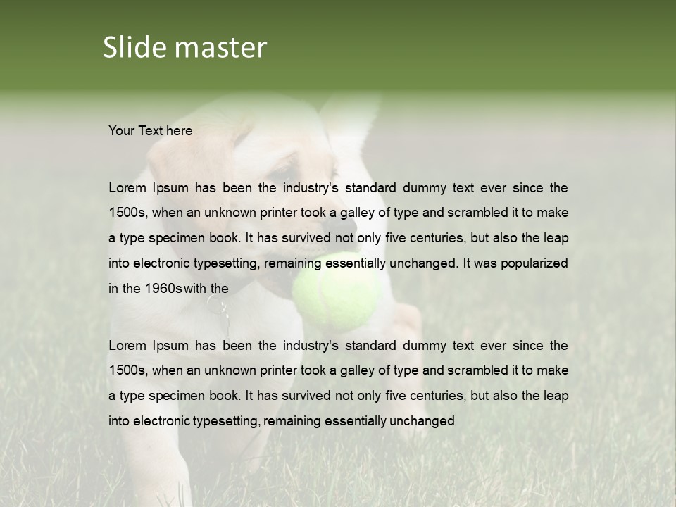 A Yellow Labrador Retriever Dog Holding A Tennis Ball In Its Mouth PowerPoint Template