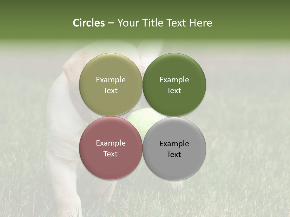 A Yellow Labrador Retriever Dog Holding A Tennis Ball In Its Mouth PowerPoint Template