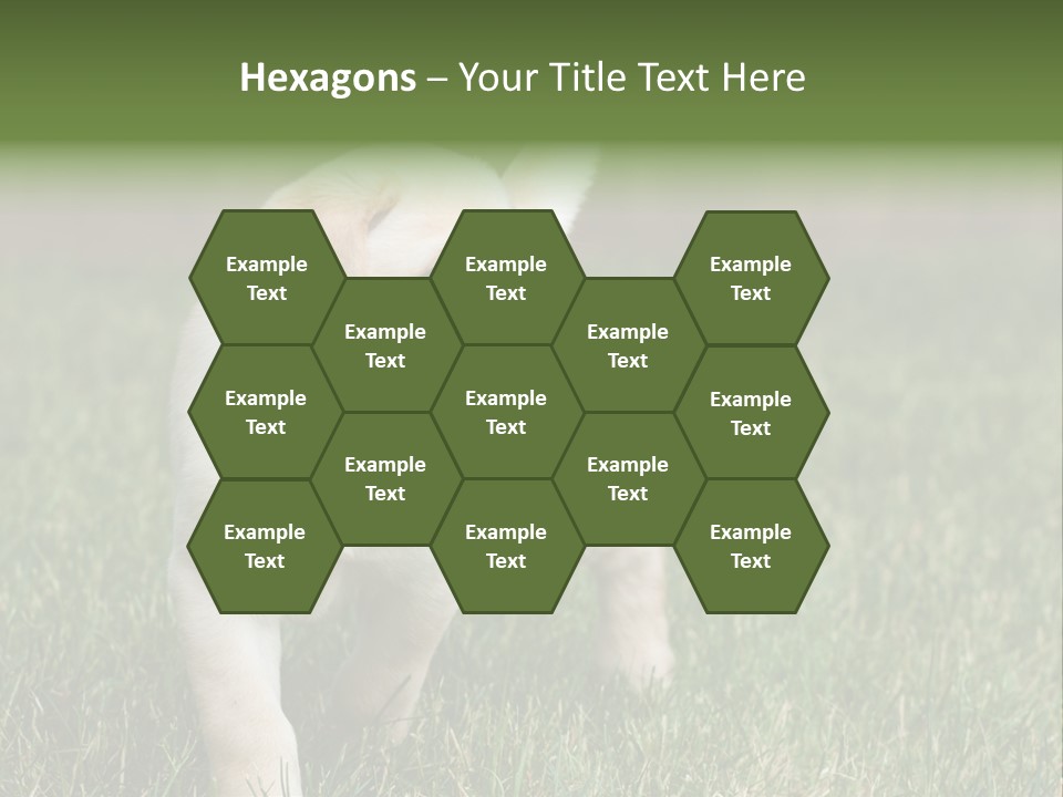 A Yellow Labrador Retriever Dog Holding A Tennis Ball In Its Mouth PowerPoint Template