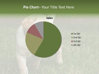 A Yellow Labrador Retriever Dog Holding A Tennis Ball In Its Mouth PowerPoint Template