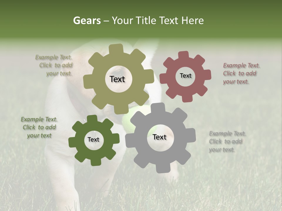 A Yellow Labrador Retriever Dog Holding A Tennis Ball In Its Mouth PowerPoint Template