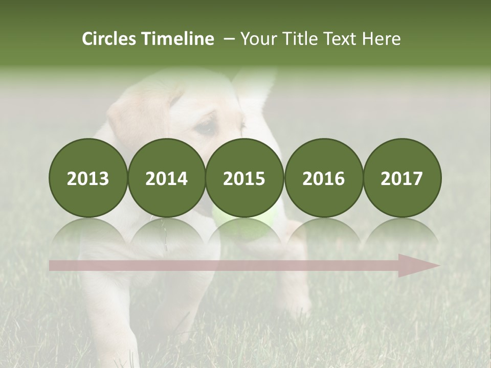 A Yellow Labrador Retriever Dog Holding A Tennis Ball In Its Mouth PowerPoint Template