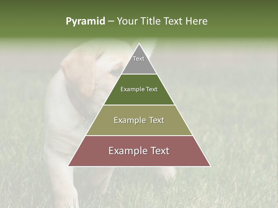 A Yellow Labrador Retriever Dog Holding A Tennis Ball In Its Mouth PowerPoint Template