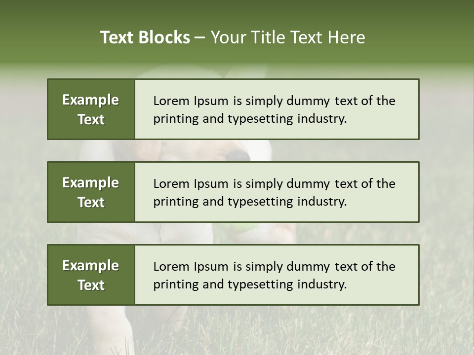 A Yellow Labrador Retriever Dog Holding A Tennis Ball In Its Mouth PowerPoint Template