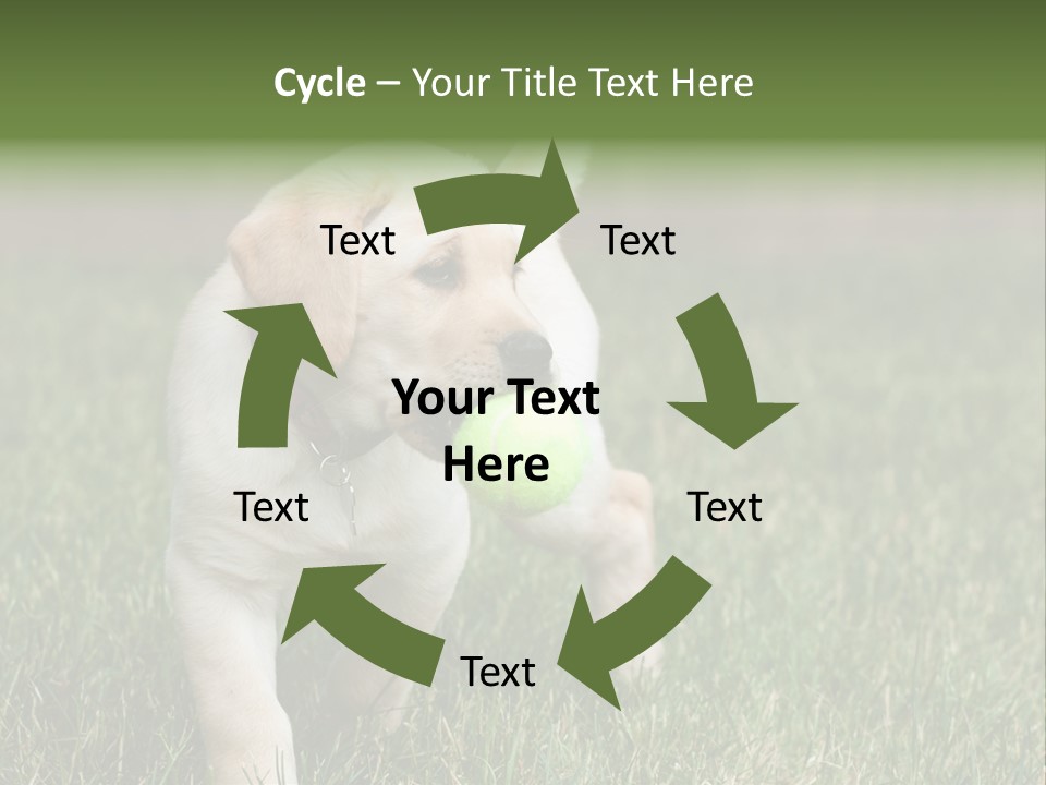 A Yellow Labrador Retriever Dog Holding A Tennis Ball In Its Mouth PowerPoint Template