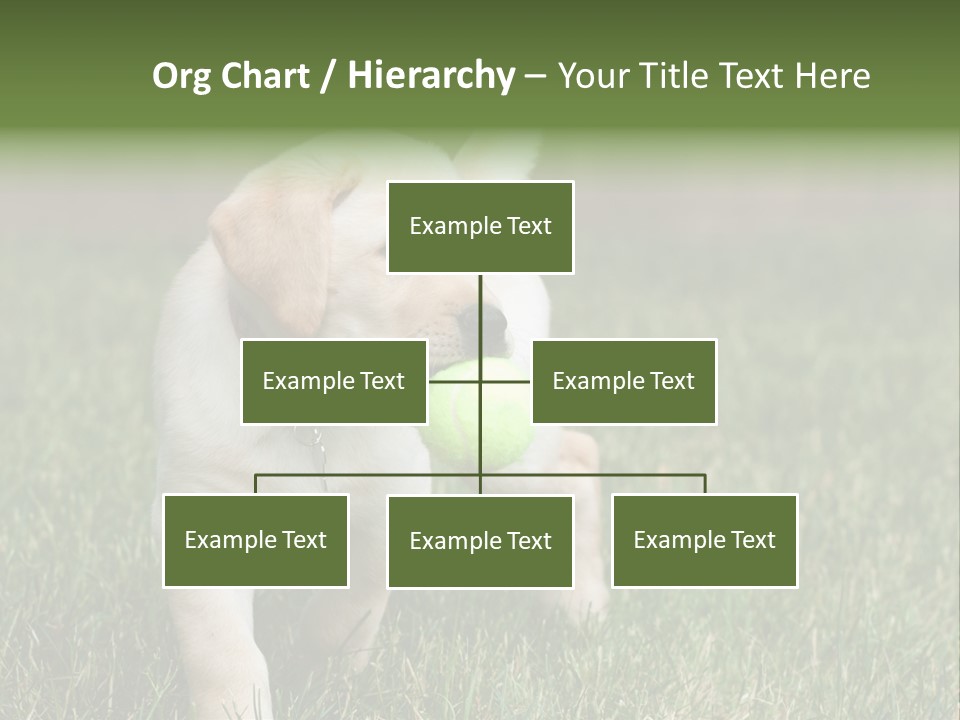 A Yellow Labrador Retriever Dog Holding A Tennis Ball In Its Mouth PowerPoint Template