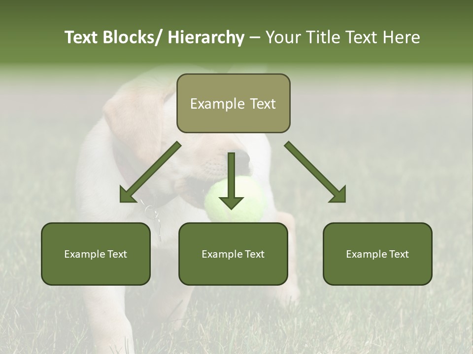 A Yellow Labrador Retriever Dog Holding A Tennis Ball In Its Mouth PowerPoint Template