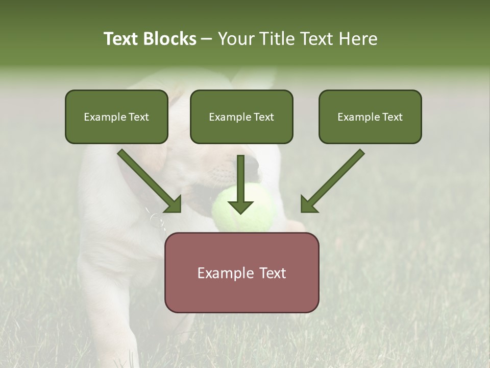 A Yellow Labrador Retriever Dog Holding A Tennis Ball In Its Mouth PowerPoint Template