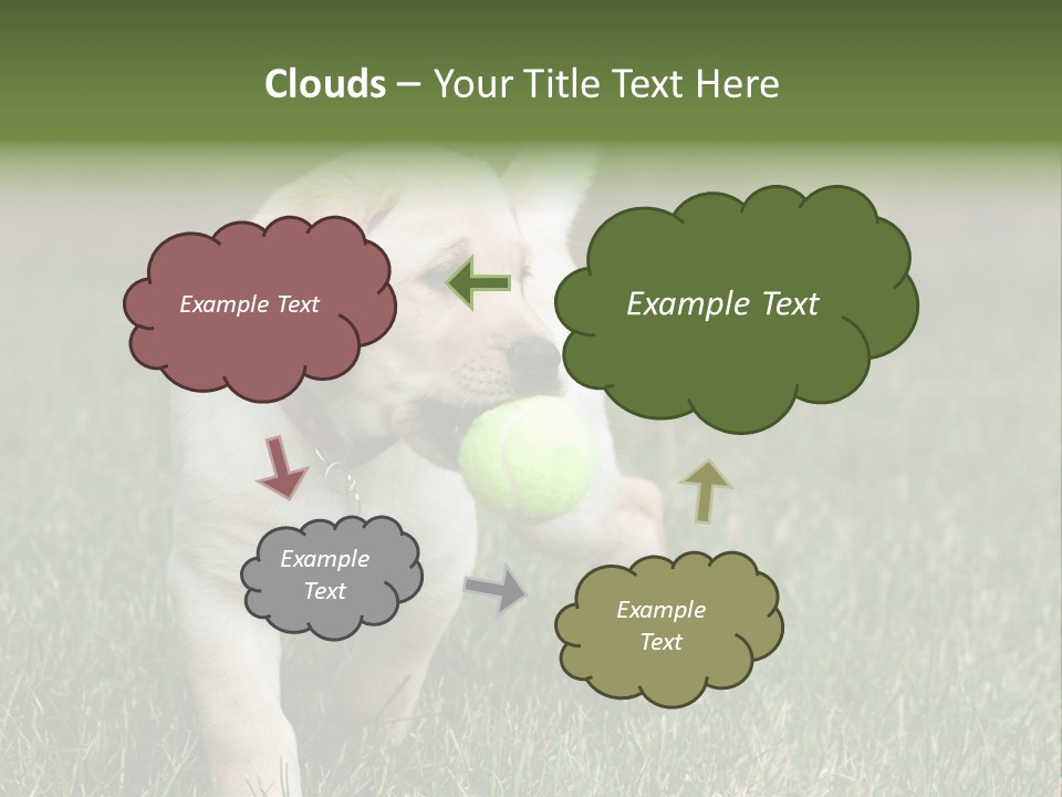 A Yellow Labrador Retriever Dog Holding A Tennis Ball In Its Mouth PowerPoint Template