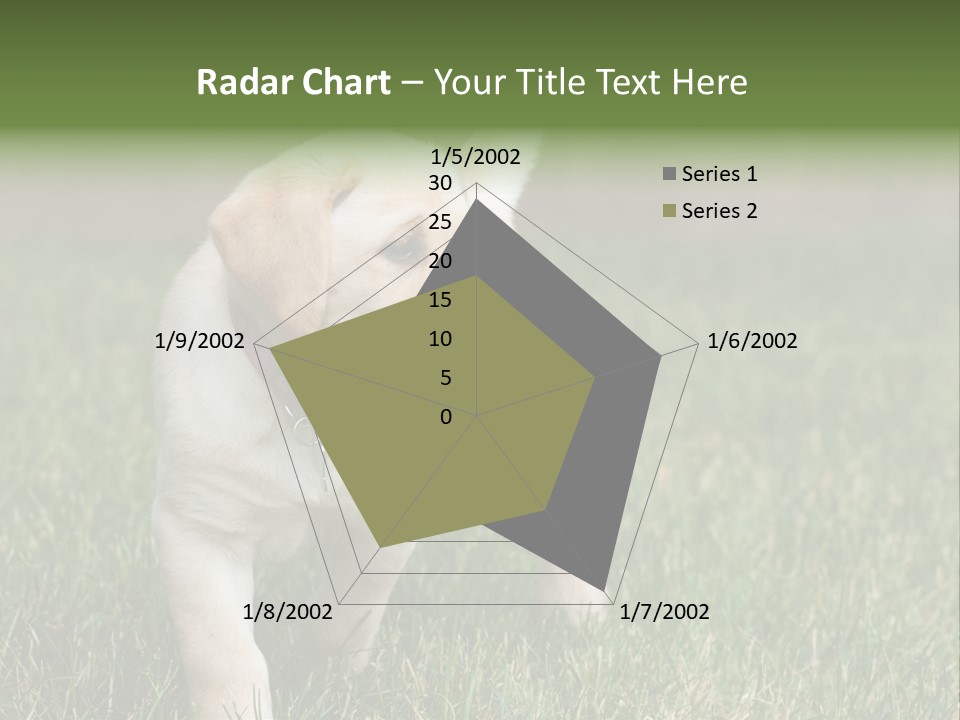 A Yellow Labrador Retriever Dog Holding A Tennis Ball In Its Mouth PowerPoint Template