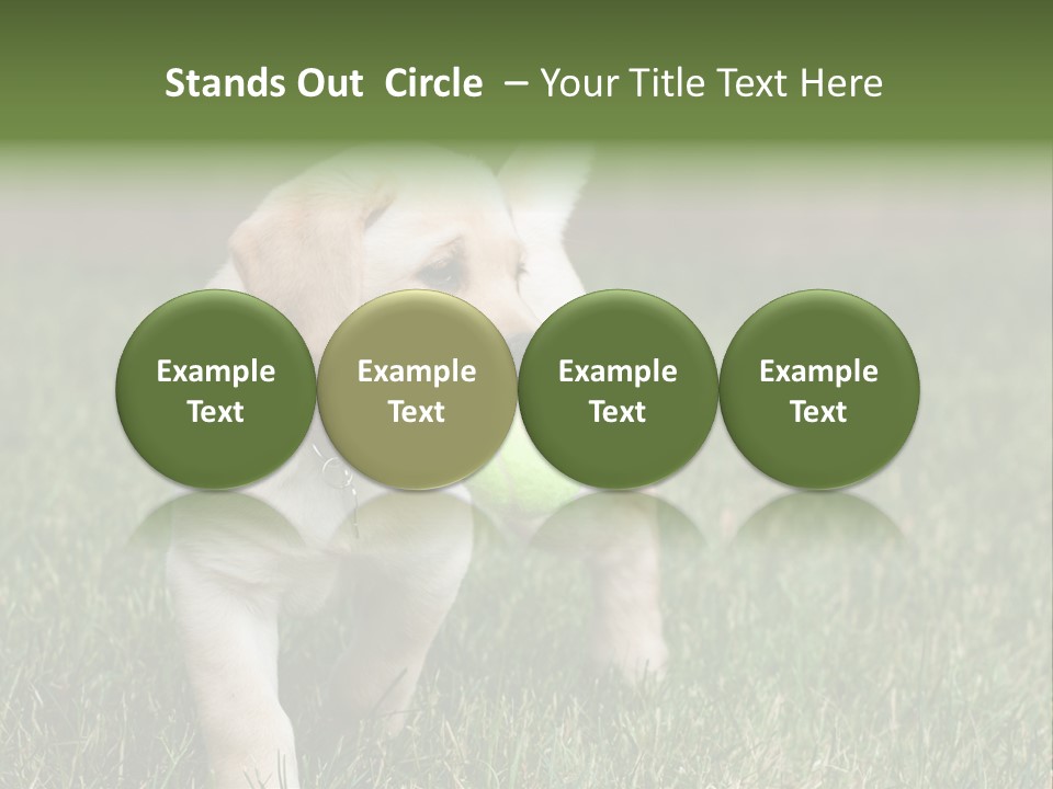 A Yellow Labrador Retriever Dog Holding A Tennis Ball In Its Mouth PowerPoint Template