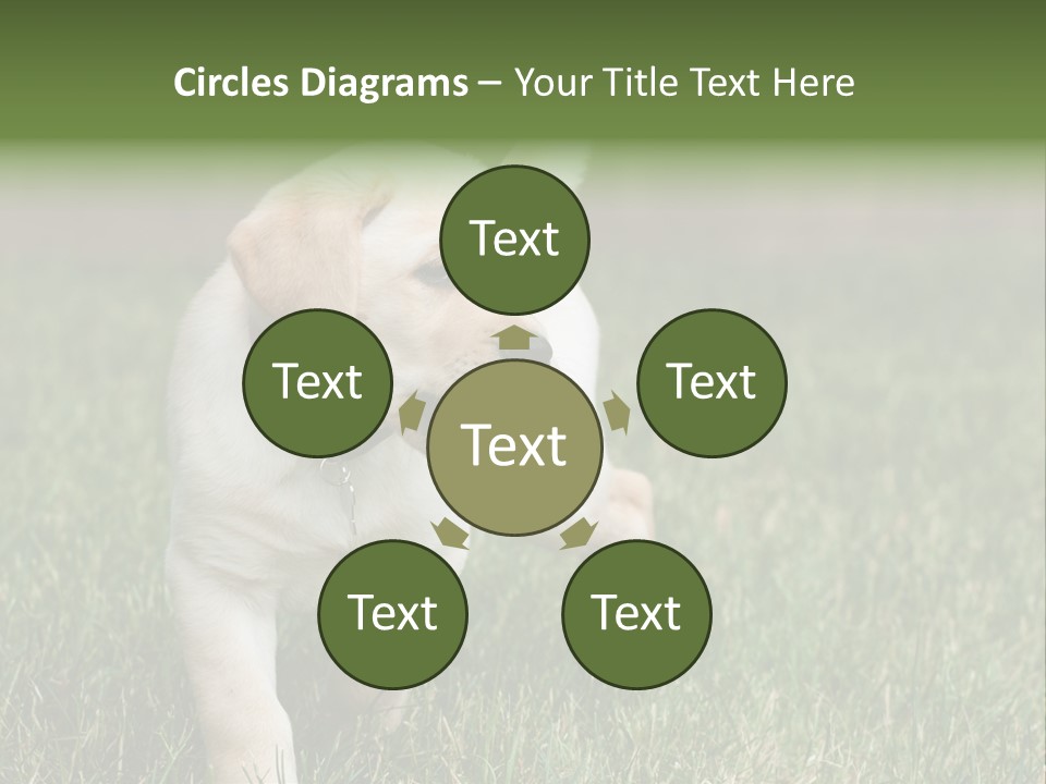 A Yellow Labrador Retriever Dog Holding A Tennis Ball In Its Mouth PowerPoint Template