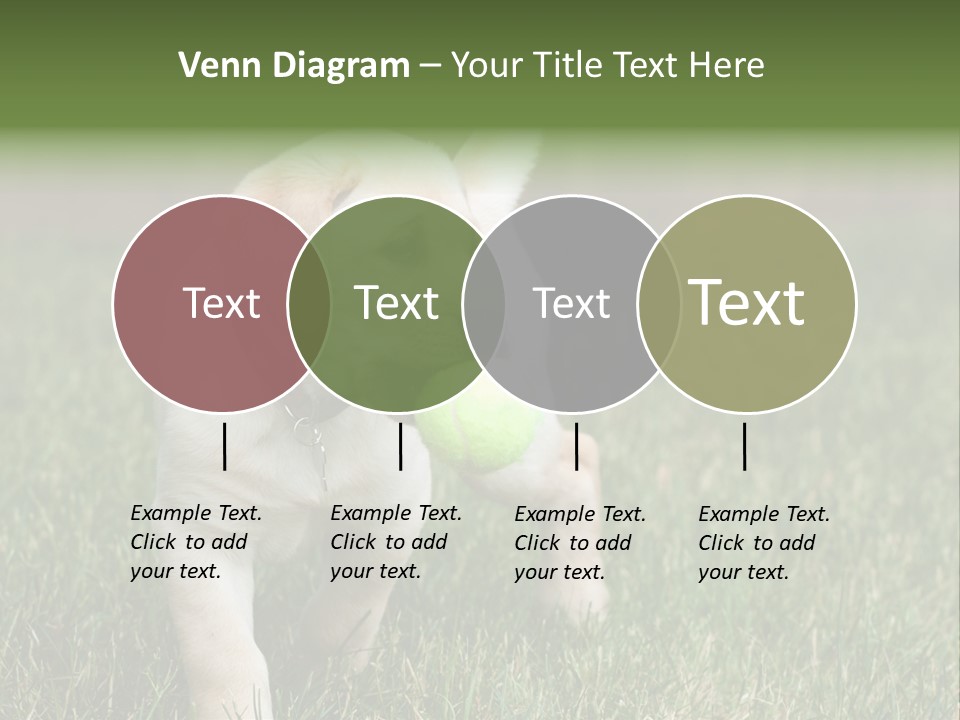 A Yellow Labrador Retriever Dog Holding A Tennis Ball In Its Mouth PowerPoint Template