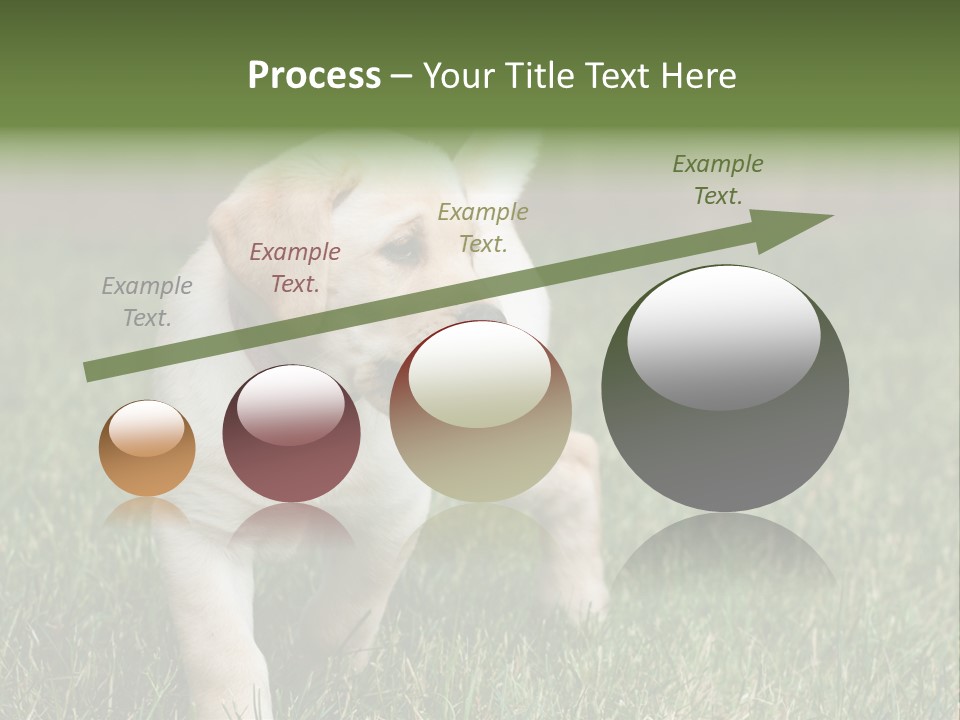 A Yellow Labrador Retriever Dog Holding A Tennis Ball In Its Mouth PowerPoint Template