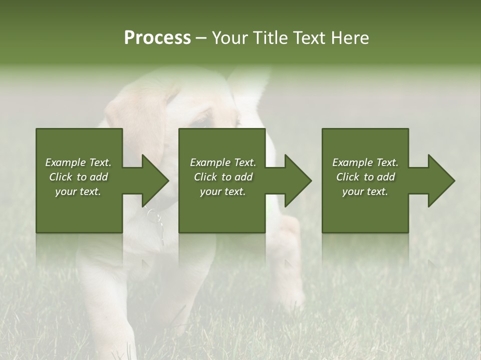 A Yellow Labrador Retriever Dog Holding A Tennis Ball In Its Mouth PowerPoint Template