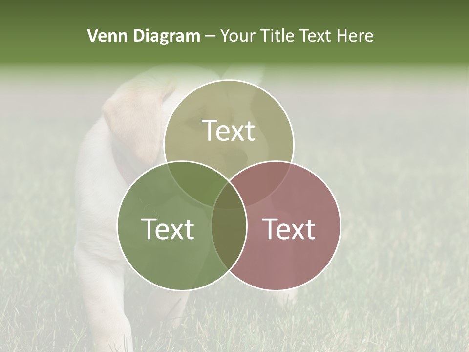 A Yellow Labrador Retriever Dog Holding A Tennis Ball In Its Mouth PowerPoint Template