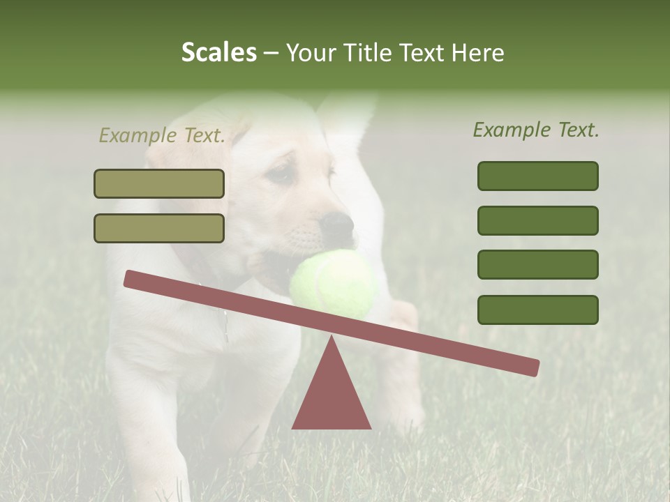 A Yellow Labrador Retriever Dog Holding A Tennis Ball In Its Mouth PowerPoint Template