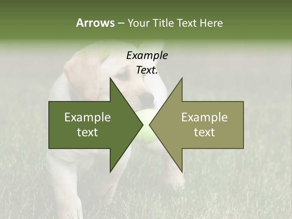 A Yellow Labrador Retriever Dog Holding A Tennis Ball In Its Mouth PowerPoint Template